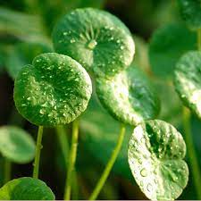 Centella asiatica leaf extract