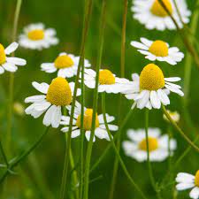 Chamomile