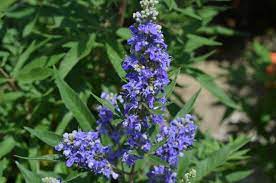 Vitex agnus-castus