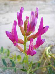 Milkvetch