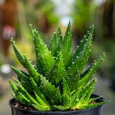 Aloe