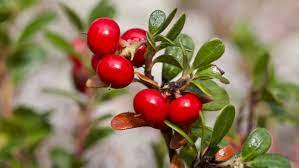 Bearberry