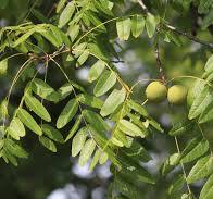 Walnut Leaves