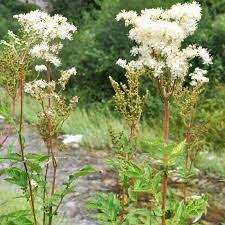 Filipendula Ulmaria