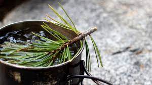 Pine Needle Tea