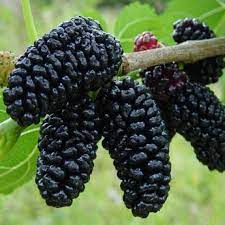 Black Mulberry