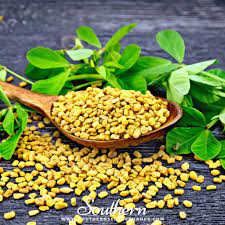 Fenugreek