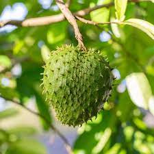 Soursop