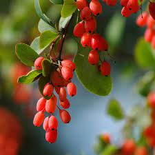 Barberry