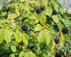 Siberian Ginseng